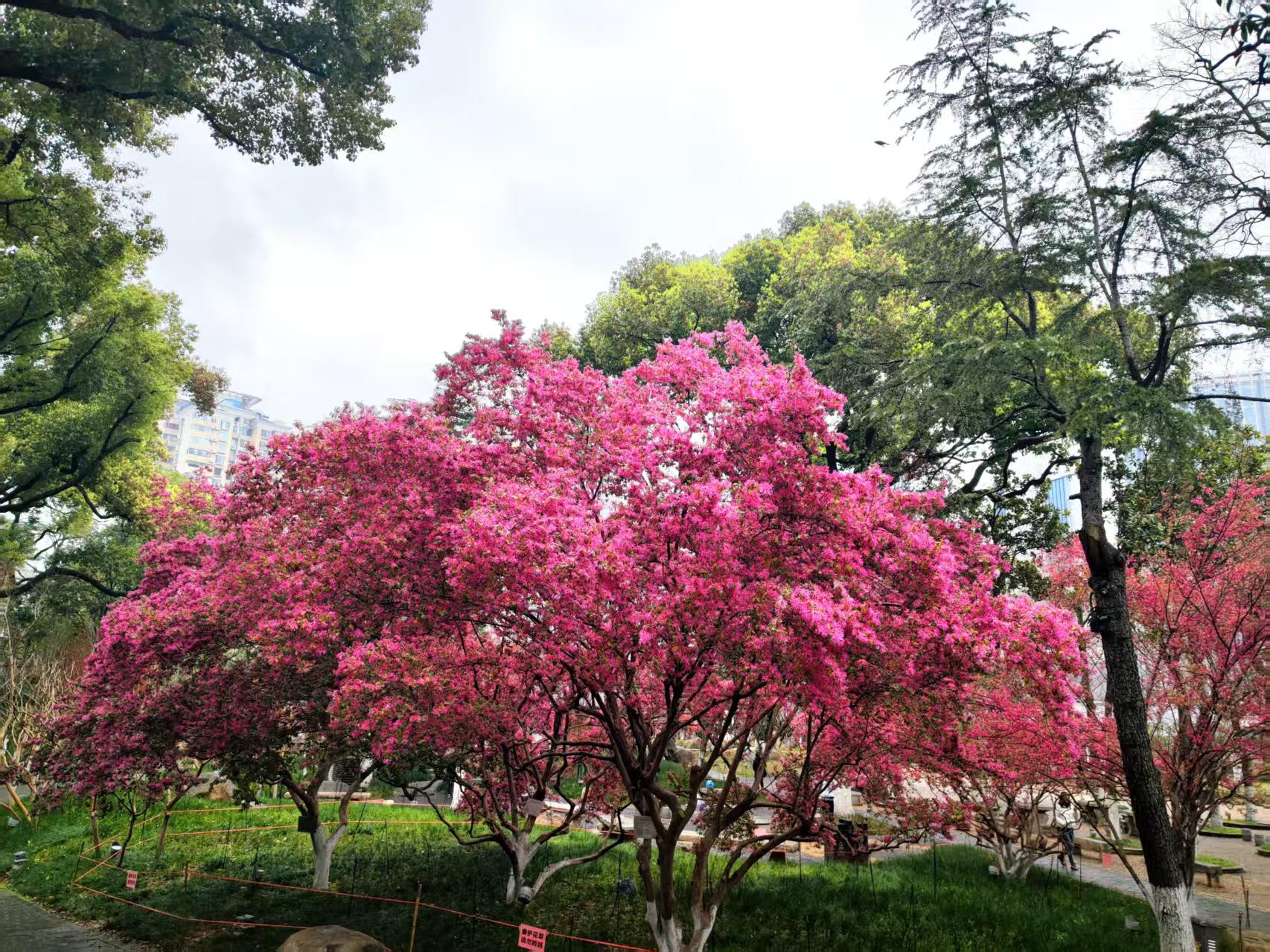 雨润天心阁，红花檵木藏着春日独有的清冷浪漫